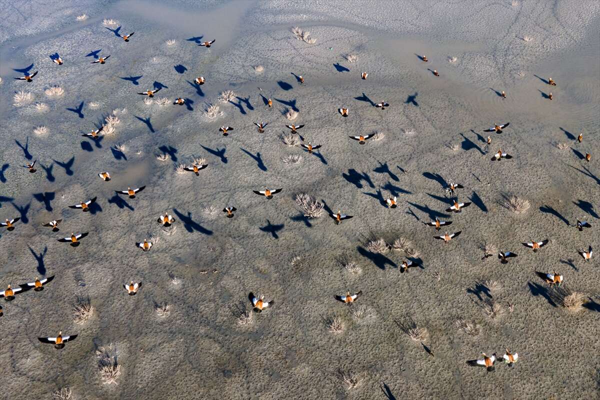 Konya’da doğa ziyafeti 6